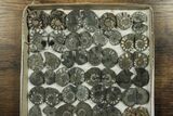 Lot: Cut & Polished, Pyrite Replaced Ammonite Pairs - Pairs #230338-2